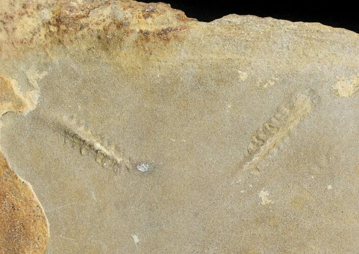 Cruziana (Fossil Trilobite Trackway) - Morocco #49200